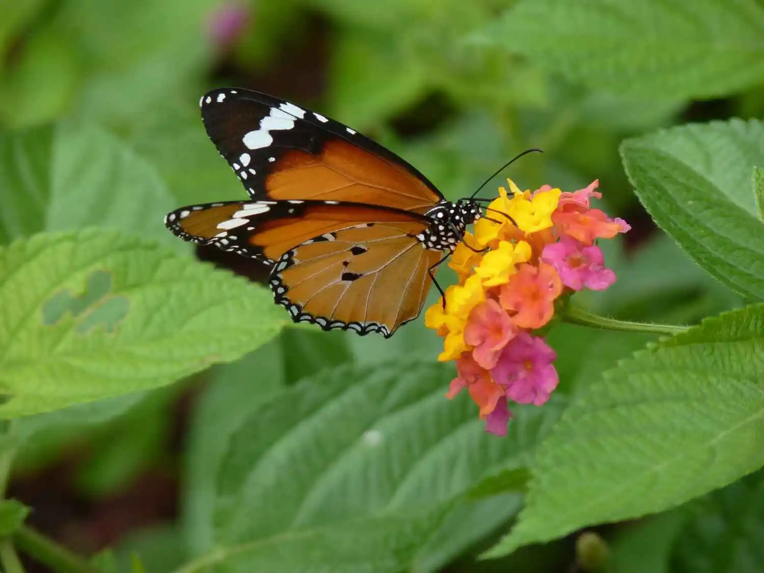 Butterfly Biosphere